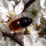 Hommel op sleedoorn