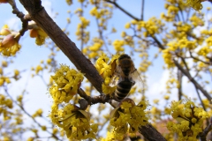 Honingbij op Cornus mas