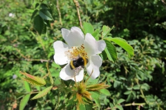 Hommel op hondsroos