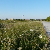 Bloemenweide Clementwijk Sint-Niklaas