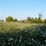 Bloemenweide Clementwijk Sint-Niklaas