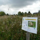 Bloemenweide Clementwijk Sint-Niklaas