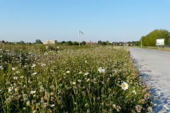 Bloemenweide Clementwijk Sint-Niklaas