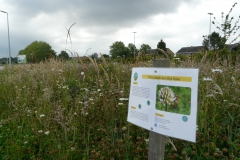 Bloemenweide Clementwijk Sint-Niklaas