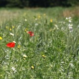 bloeiend_bedrijf_nieuwerkerk_bloemen-1024x682