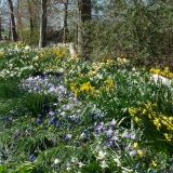 Muscari en Narcissen in de border