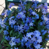 Blauw bloempotje