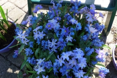 Blauw bloempotje