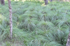 Natuurlijke gazon