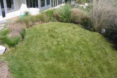 Natuurlijke gazon