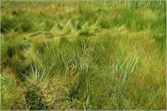 Natuurlijke gazon