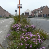 Prairieborder als plantsoen