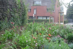 Prairieborder als plantsoen