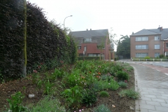Prairieborder als plantsoen