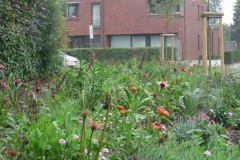 Prairieborder als plantsoen