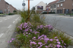 Prairieborder als plantsoen
