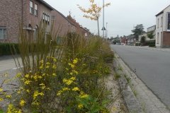 Prairieborder als plantsoen