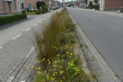 Prairieborder als plantsoen