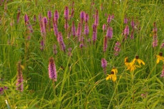 Prairieweide