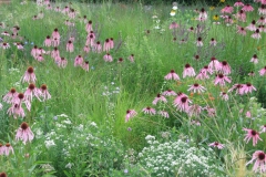 Prairieweide