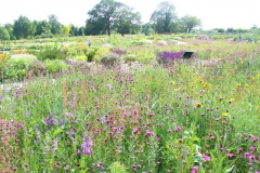 Prairieweide