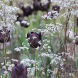 Lentebeeld prairieborder