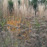 Herfstbeeld prairieborder