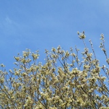 Bloemende boswilg