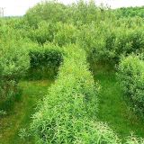 Willow maze, Roves Farm, Sevenhampton - Brian Robert Marshall - CC BY-SA 2.0