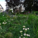 astrantia's in de border