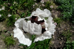 papaverbloem