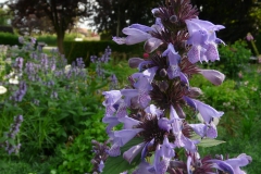bloem kattenkruid