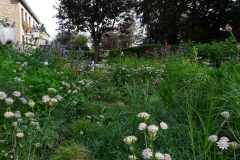 astrantia's in de border