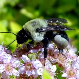 Niet inheemse hommel, maar mooi korfje!