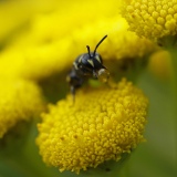 Maskerbij met nectar