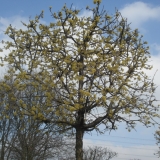 Cornus mas kubus op stam - www.leiboom.nl