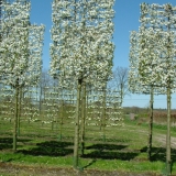 Prunus 'Umineko' - www.leiboom.nl