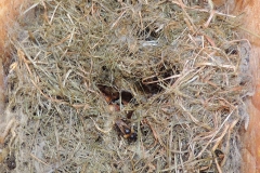 1024px-Bumblebee_(Bombus_hypnorum)_nest_in_birdbox_infested_with_wax_moth_larvae_(Aphomia_sociella),_Sandy,_Bedfordshire._(9276935608)