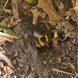 Hommel vliegt nest binnen