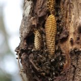 Bijennest in boomholte