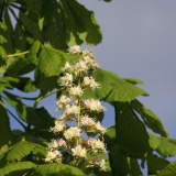 Bloem paardenkastanje