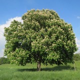 Habitus paardenkastanje