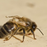 Deformed wing virus