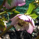 Honingbij op roze Helleborus