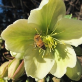 Honingbij op Helleborus