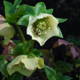 Honingbij op Helleborus