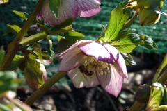 Honingbij op roze Helleborus