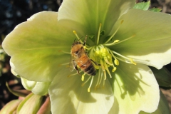 Honingbij op Helleborus