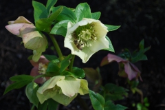 Honingbij op Helleborus