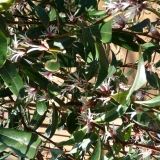 Honingbij op sarcococca